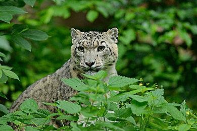 怂了？《Concord》Steam页面隐藏LGBT标签